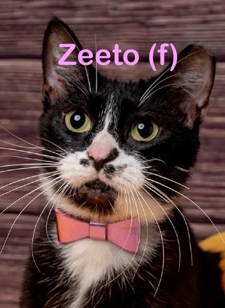 ZEETO 1