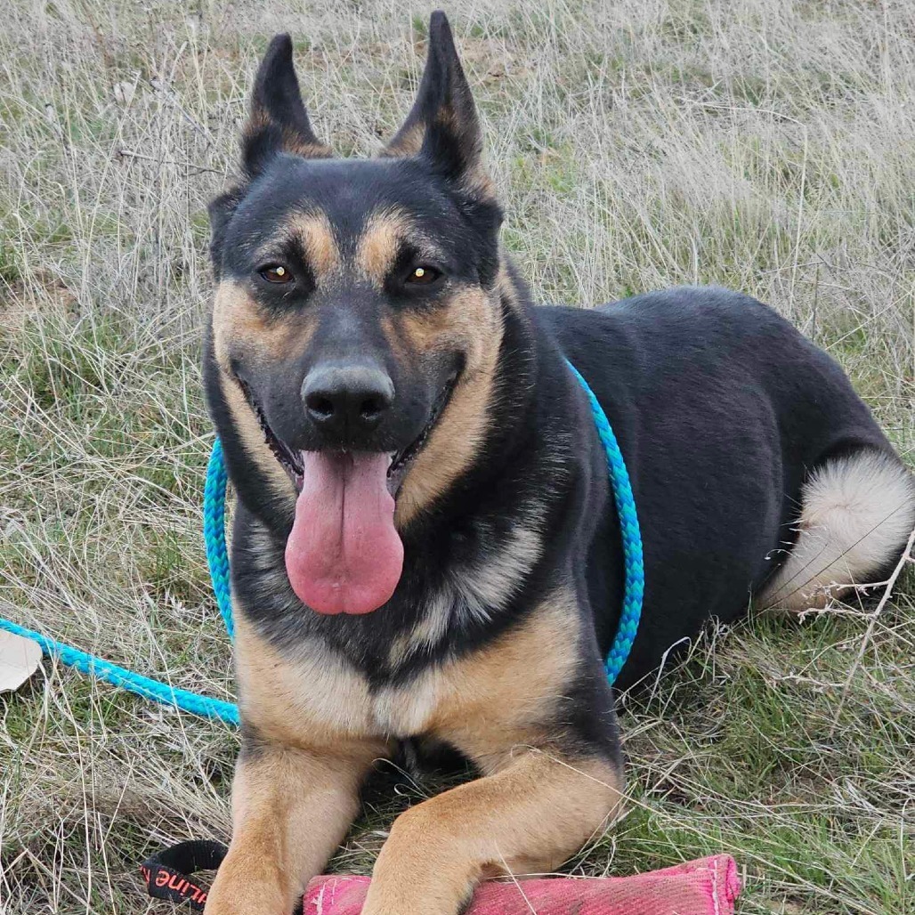 Zara, an adoptable German Shepherd Dog in Benton City, WA, 99320 | Photo Image 1