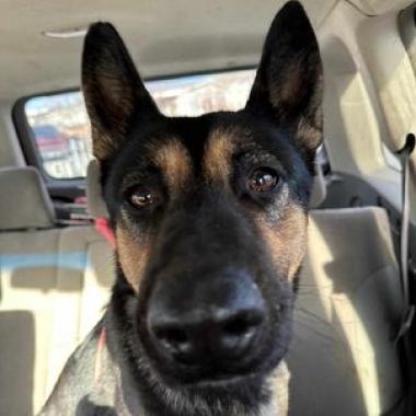 Zara, an adoptable German Shepherd Dog in Benton City, WA, 99320 | Photo Image 2