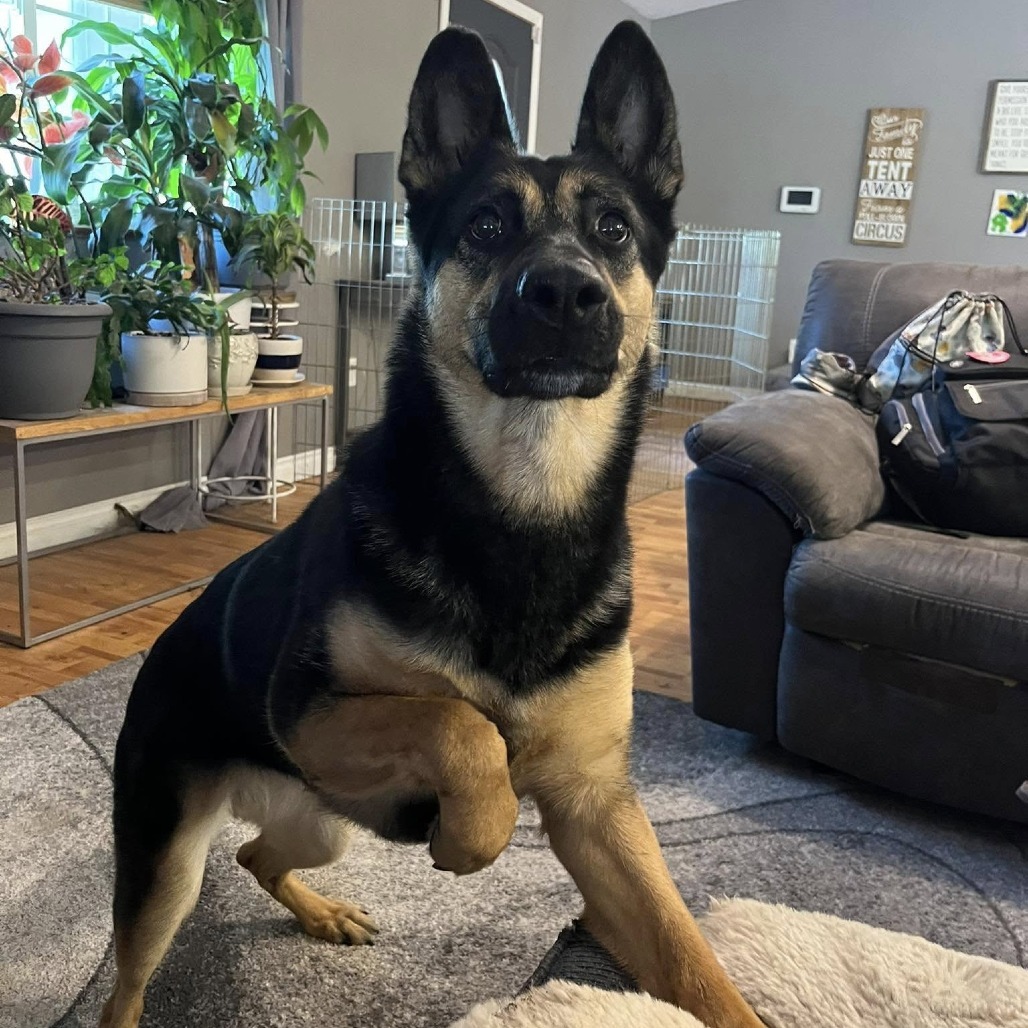 Zara, an adoptable German Shepherd Dog in Benton City, WA, 99320 | Photo Image 3