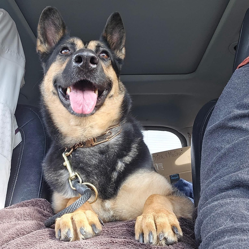 Zara, an adoptable German Shepherd Dog in Benton City, WA, 99320 | Photo Image 4