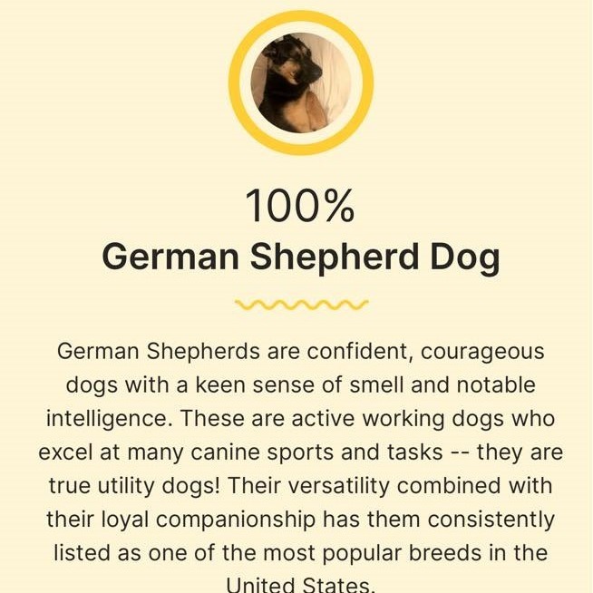 Zara, an adoptable German Shepherd Dog in Benton City, WA, 99320 | Photo Image 5