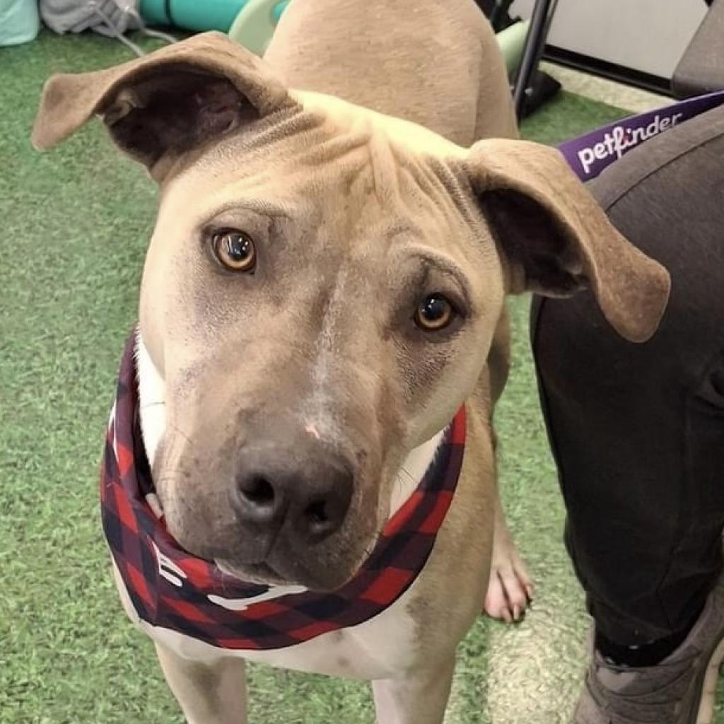 Axel, an adoptable Pit Bull Terrier in Benton City, WA, 99320 | Photo Image 1