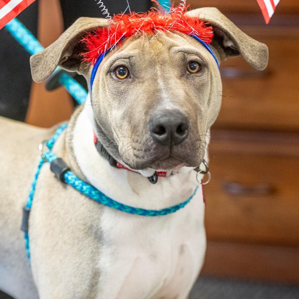 Axel, an adoptable Pit Bull Terrier in Benton City, WA, 99320 | Photo Image 2