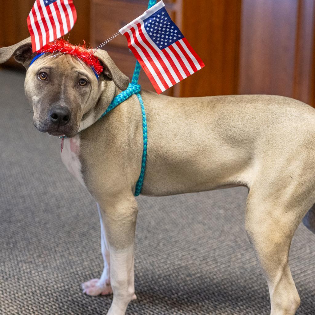 Axel, an adoptable Pit Bull Terrier in Benton City, WA, 99320 | Photo Image 3
