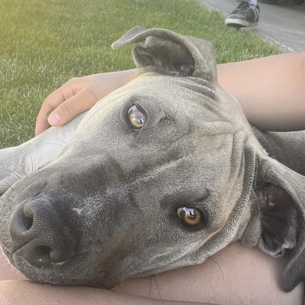 Axel, an adoptable Pit Bull Terrier in Benton City, WA, 99320 | Photo Image 4