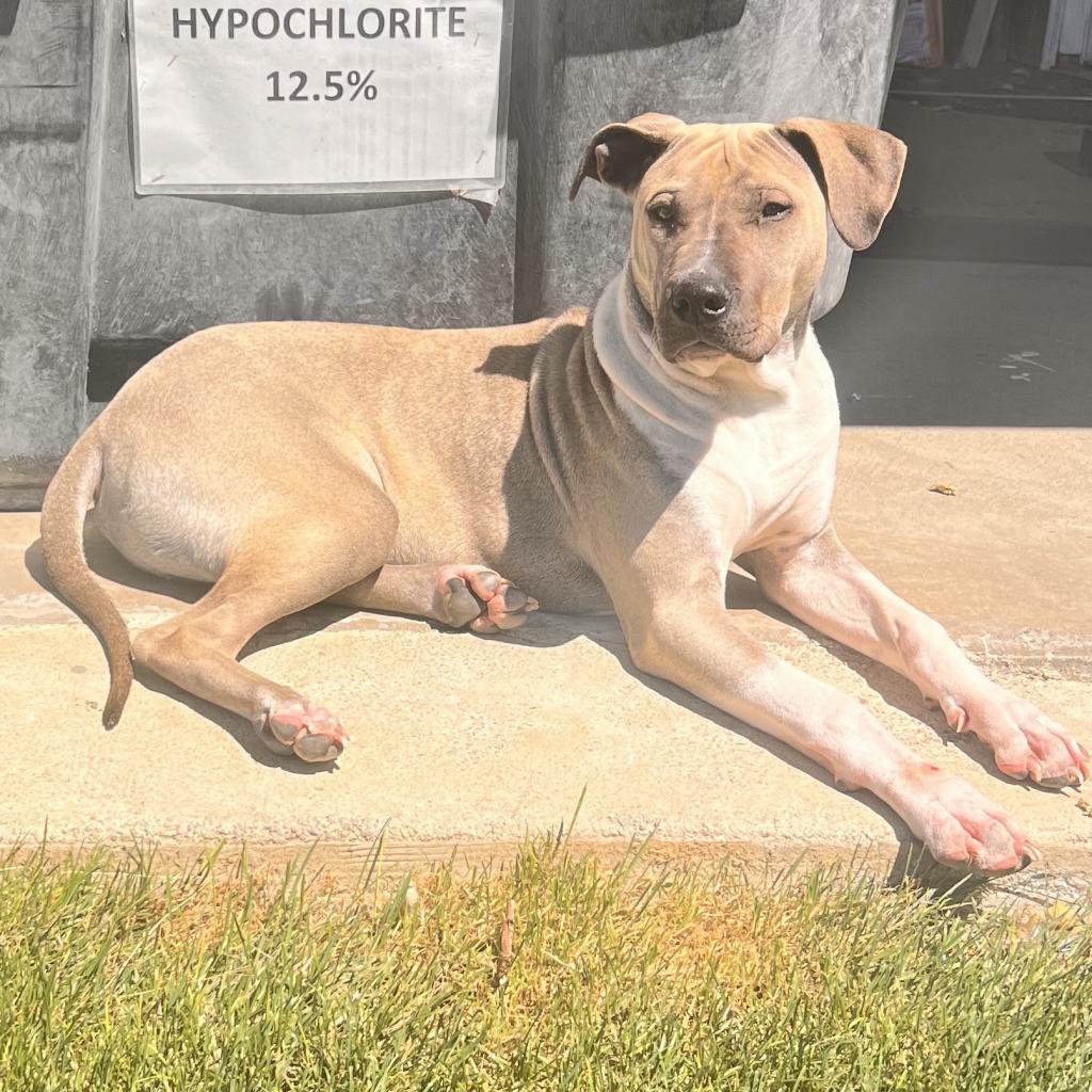 Axel, an adoptable Pit Bull Terrier in Benton City, WA, 99320 | Photo Image 5