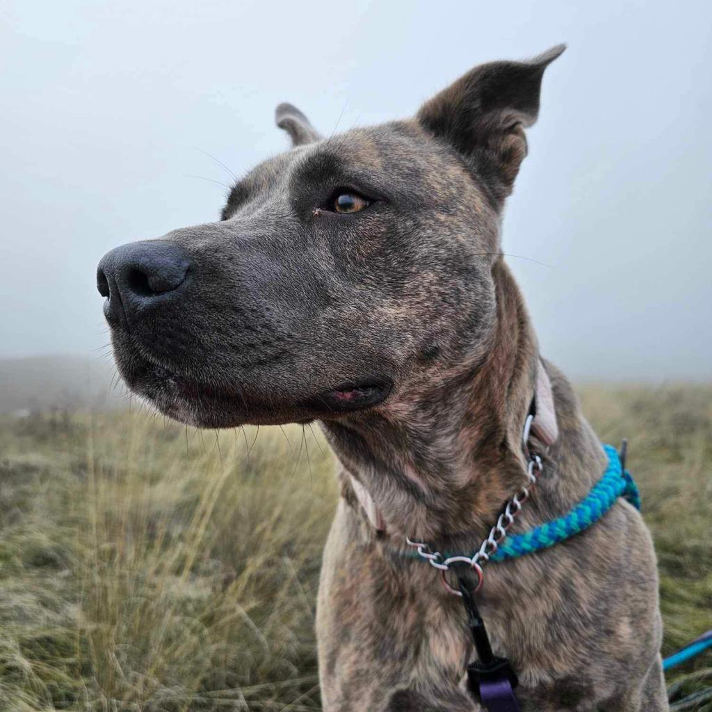 Layla / Drama/Layla, an adoptable Pit Bull Terrier, Shepherd in Benton City, WA, 99320 | Photo Image 1