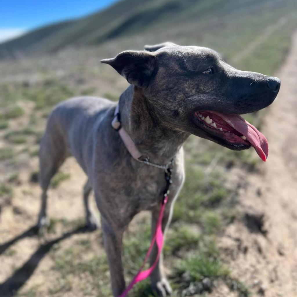 Layla / Drama/Layla, an adoptable Pit Bull Terrier, Shepherd in Benton City, WA, 99320 | Photo Image 2