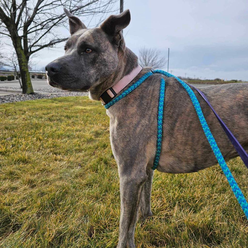 Layla / Drama/Layla, an adoptable Pit Bull Terrier, Shepherd in Benton City, WA, 99320 | Photo Image 3