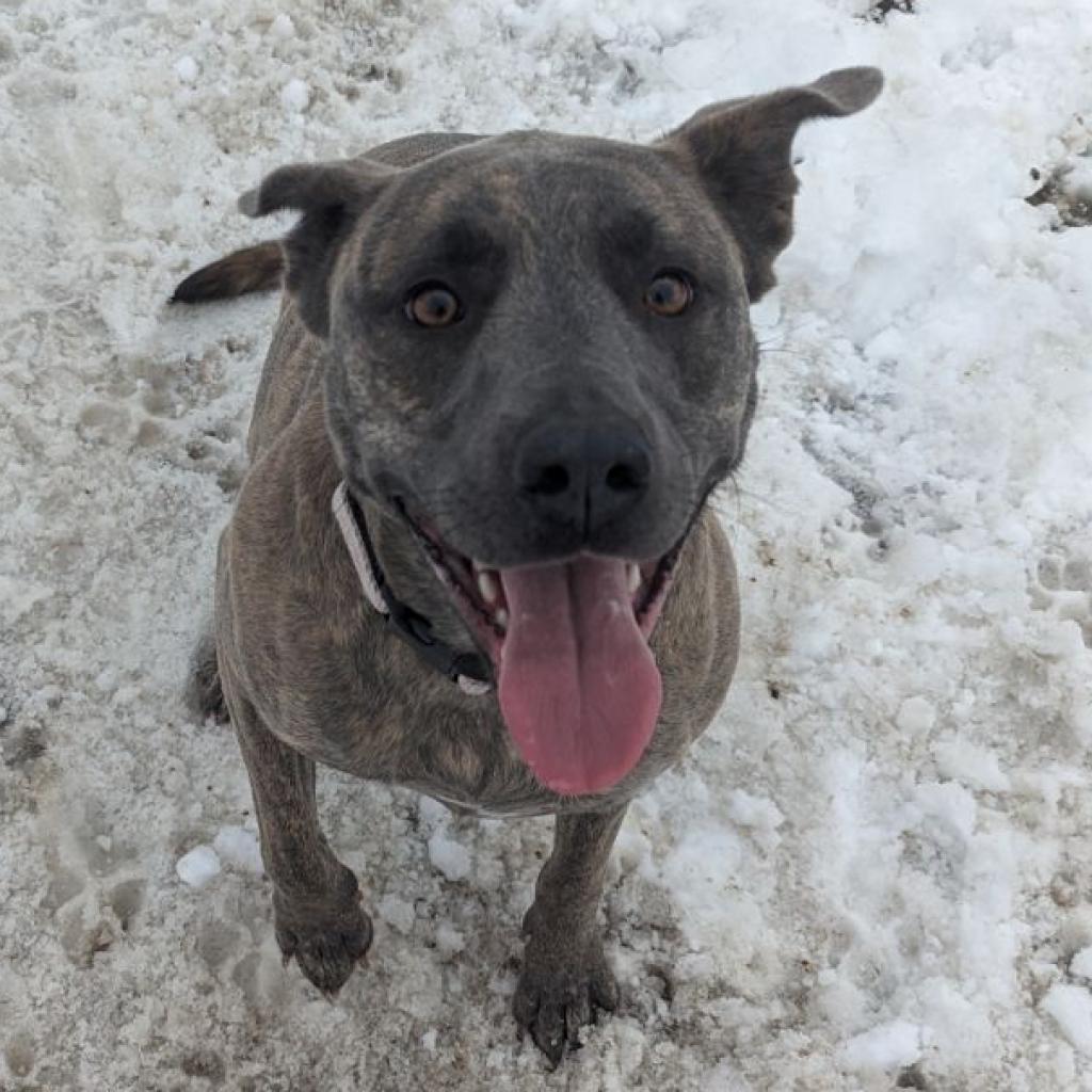 Layla / Drama/Layla, an adoptable Pit Bull Terrier, Shepherd in Benton City, WA, 99320 | Photo Image 4