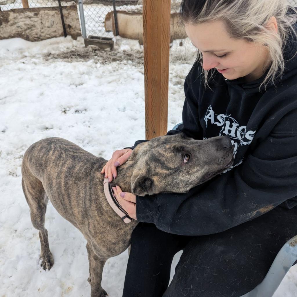 Layla / Drama/Layla, an adoptable Pit Bull Terrier, Shepherd in Benton City, WA, 99320 | Photo Image 5