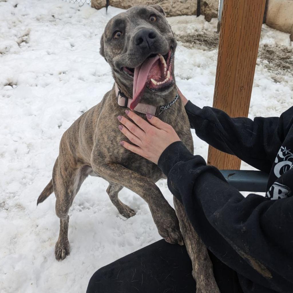 Layla / Drama/Layla, an adoptable Pit Bull Terrier, Shepherd in Benton City, WA, 99320 | Photo Image 6