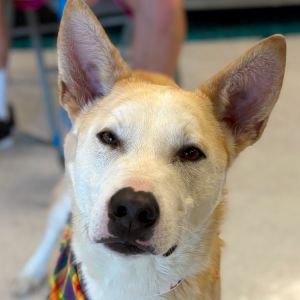 Baskin, Adult Male Mixed Breed