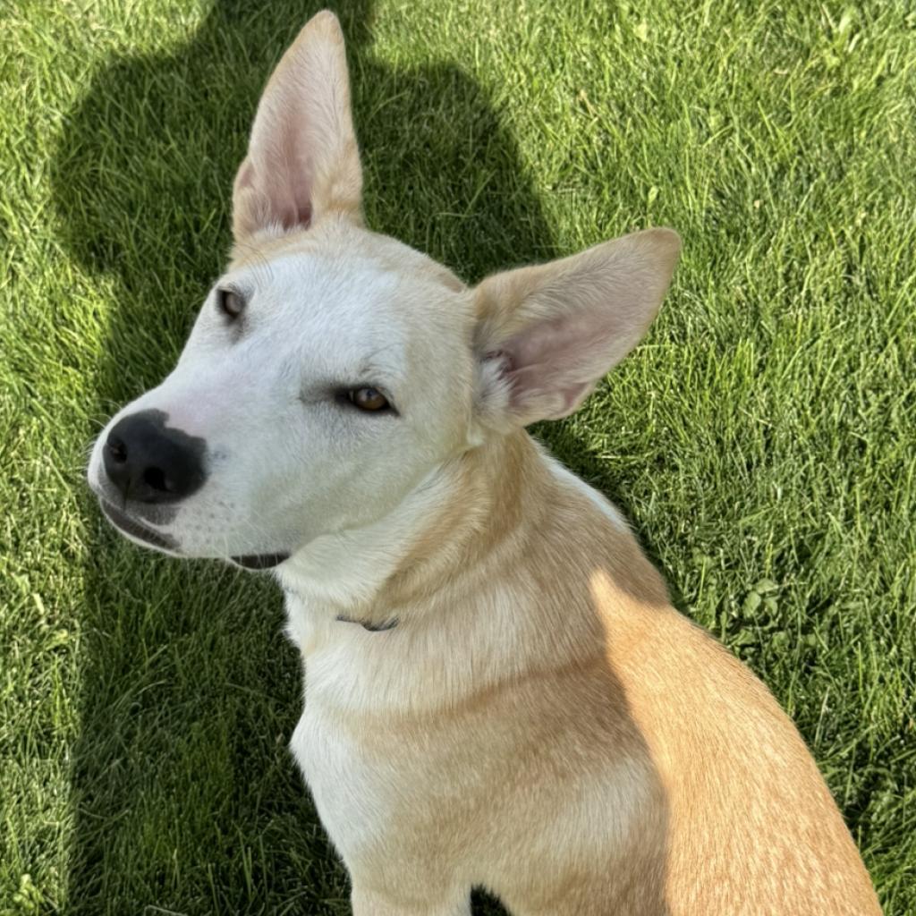 Baskin, an adoptable Mixed Breed in Benton City, WA, 99320 | Photo Image 3
