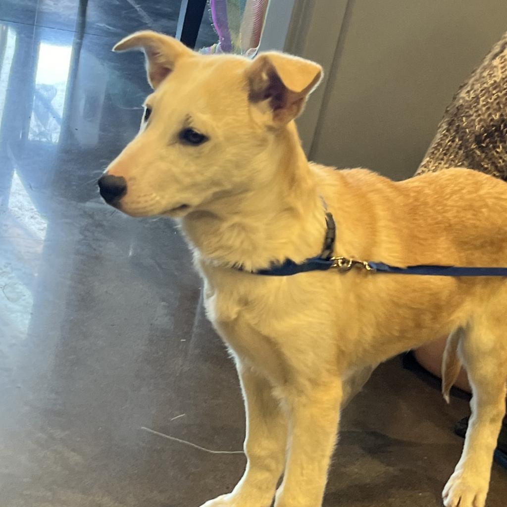 Baskin, an adoptable Mixed Breed in Benton City, WA, 99320 | Photo Image 4