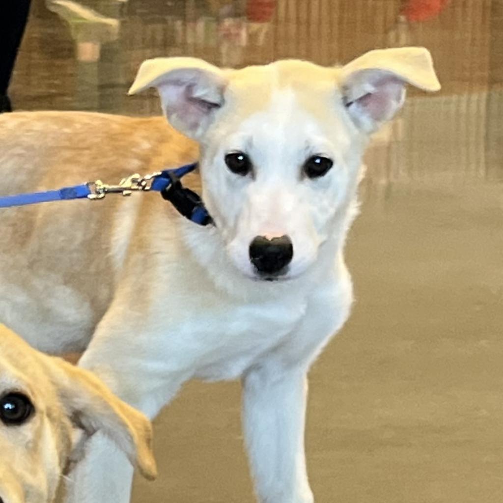 Baskin, an adoptable Mixed Breed in Benton City, WA, 99320 | Photo Image 6