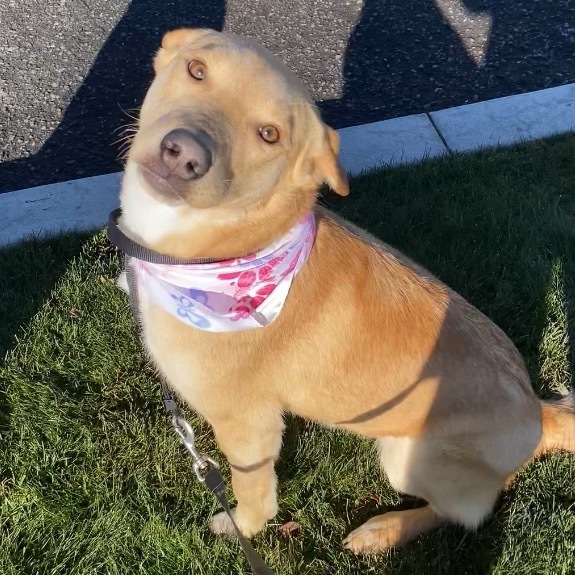 Maple #2, an adoptable Mixed Breed in Benton City, WA, 99320 | Photo Image 1