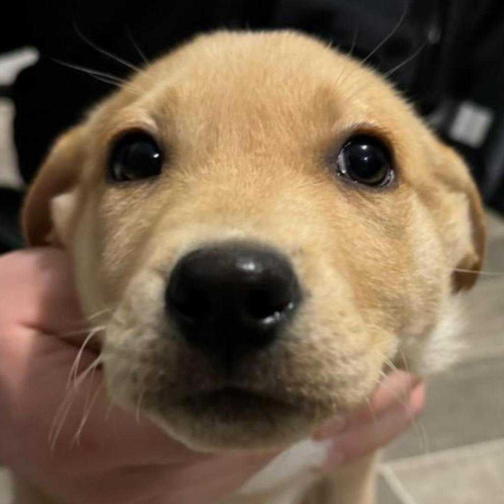 Maple #2, an adoptable Mixed Breed in Benton City, WA, 99320 | Photo Image 2