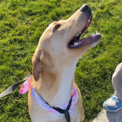 Maple #2, an adoptable Mixed Breed in Benton City, WA, 99320 | Photo Image 3