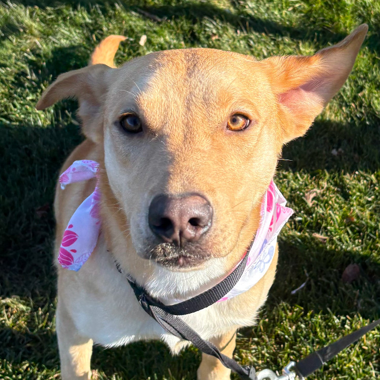 Maple #2, an adoptable Mixed Breed in Benton City, WA, 99320 | Photo Image 4