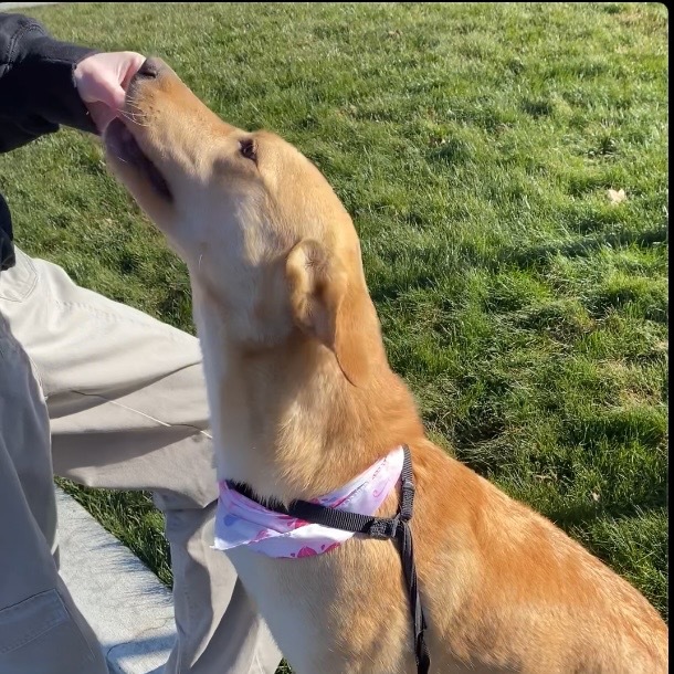 Maple #2, an adoptable Mixed Breed in Benton City, WA, 99320 | Photo Image 5