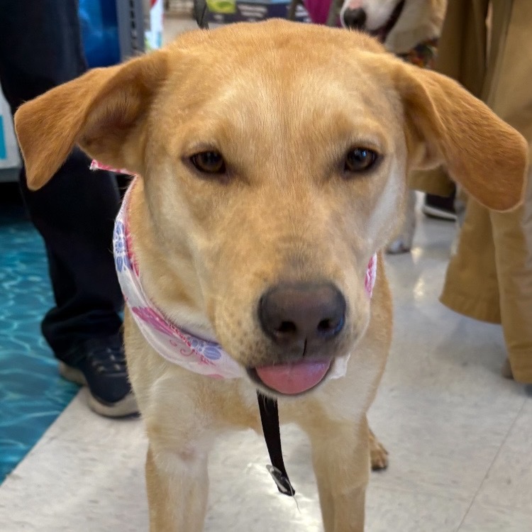 Maple #2, an adoptable Mixed Breed in Benton City, WA, 99320 | Photo Image 6