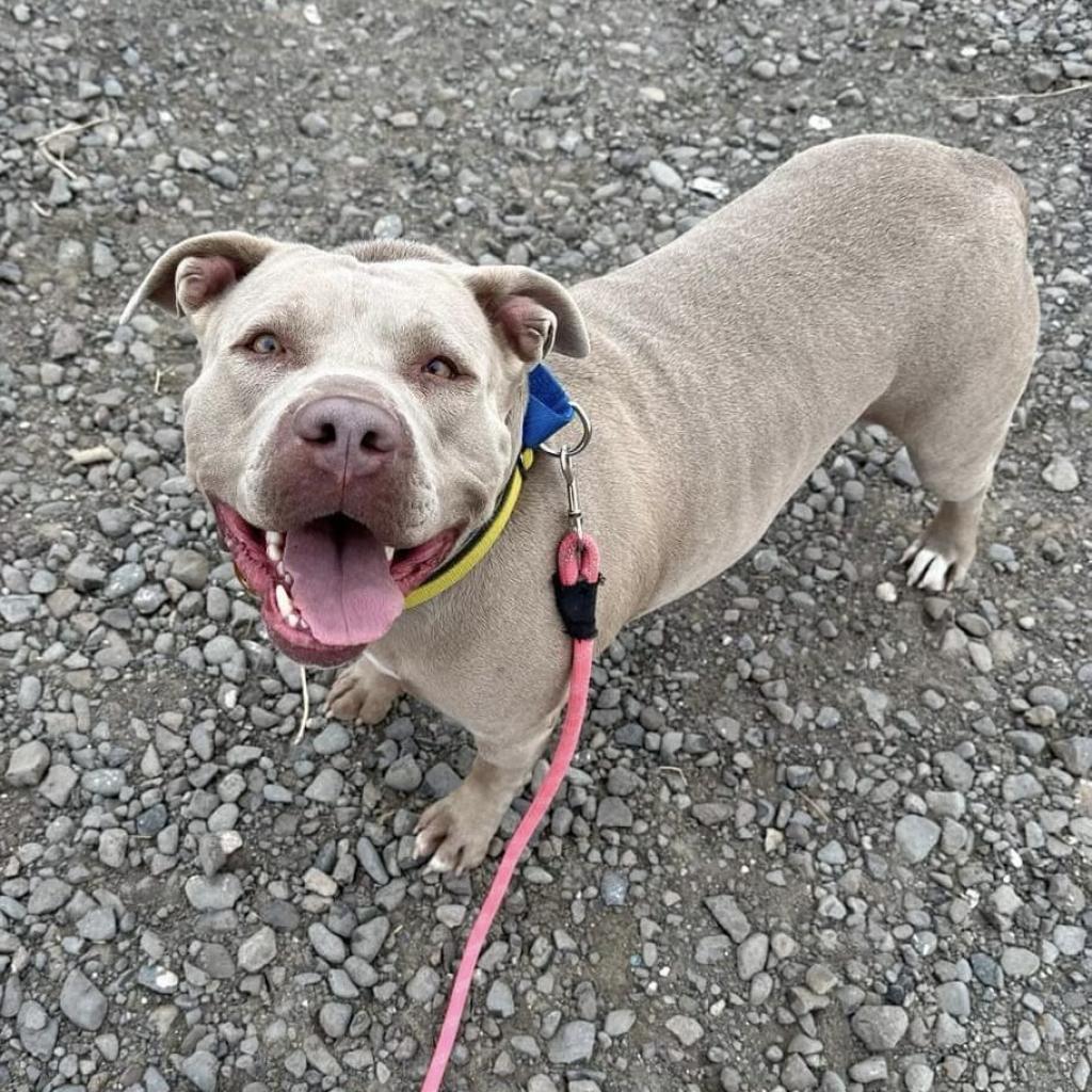 ChicaRoo, an adoptable Pit Bull Terrier in Benton City, WA, 99320 | Photo Image 1