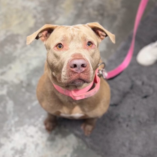 ChicaRoo, an adoptable Pit Bull Terrier in Benton City, WA, 99320 | Photo Image 3