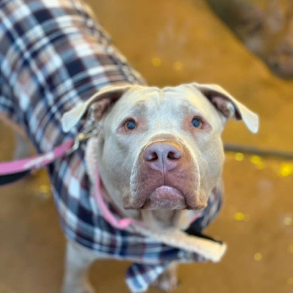 ChicaRoo, an adoptable Pit Bull Terrier in Benton City, WA, 99320 | Photo Image 4