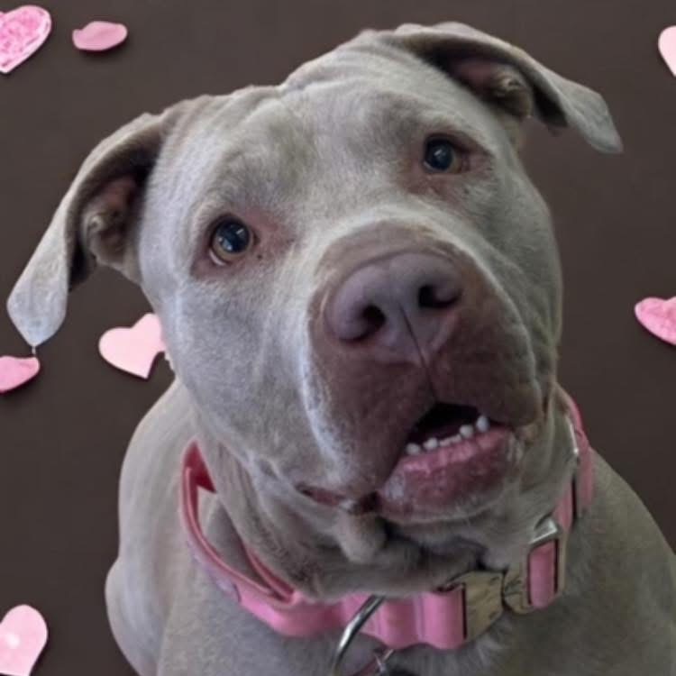 ChicaRoo, an adoptable Pit Bull Terrier in Benton City, WA, 99320 | Photo Image 6
