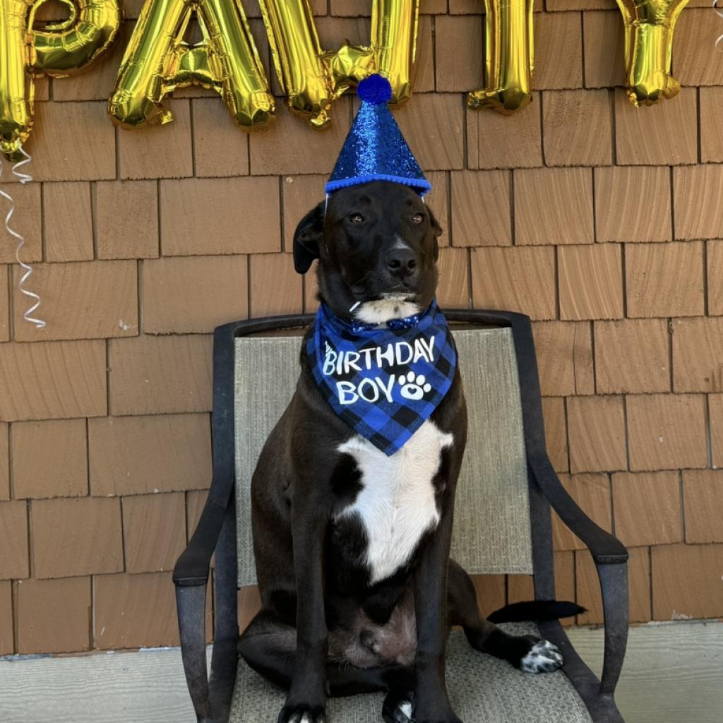 George, an adoptable Pit Bull Terrier in Benton City, WA, 99320 | Photo Image 2