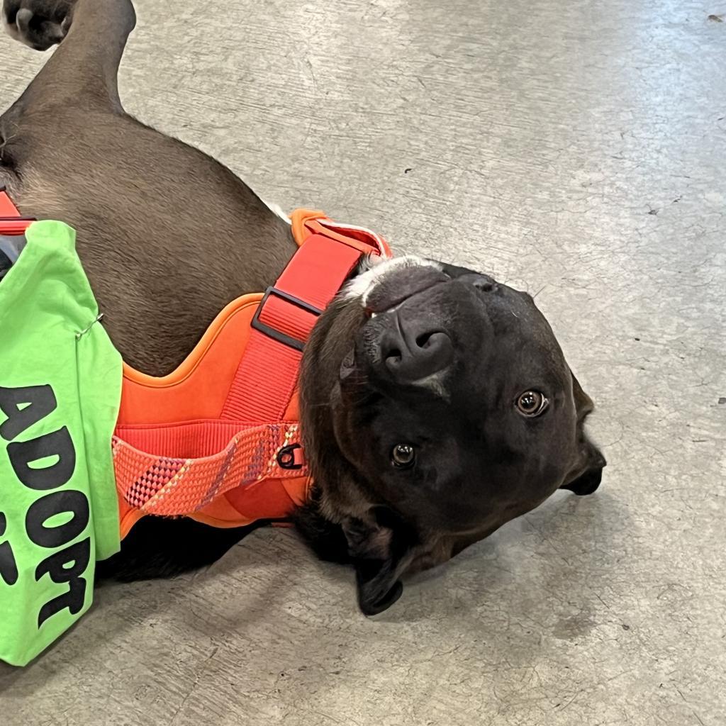 George, an adoptable Pit Bull Terrier in Benton City, WA, 99320 | Photo Image 3