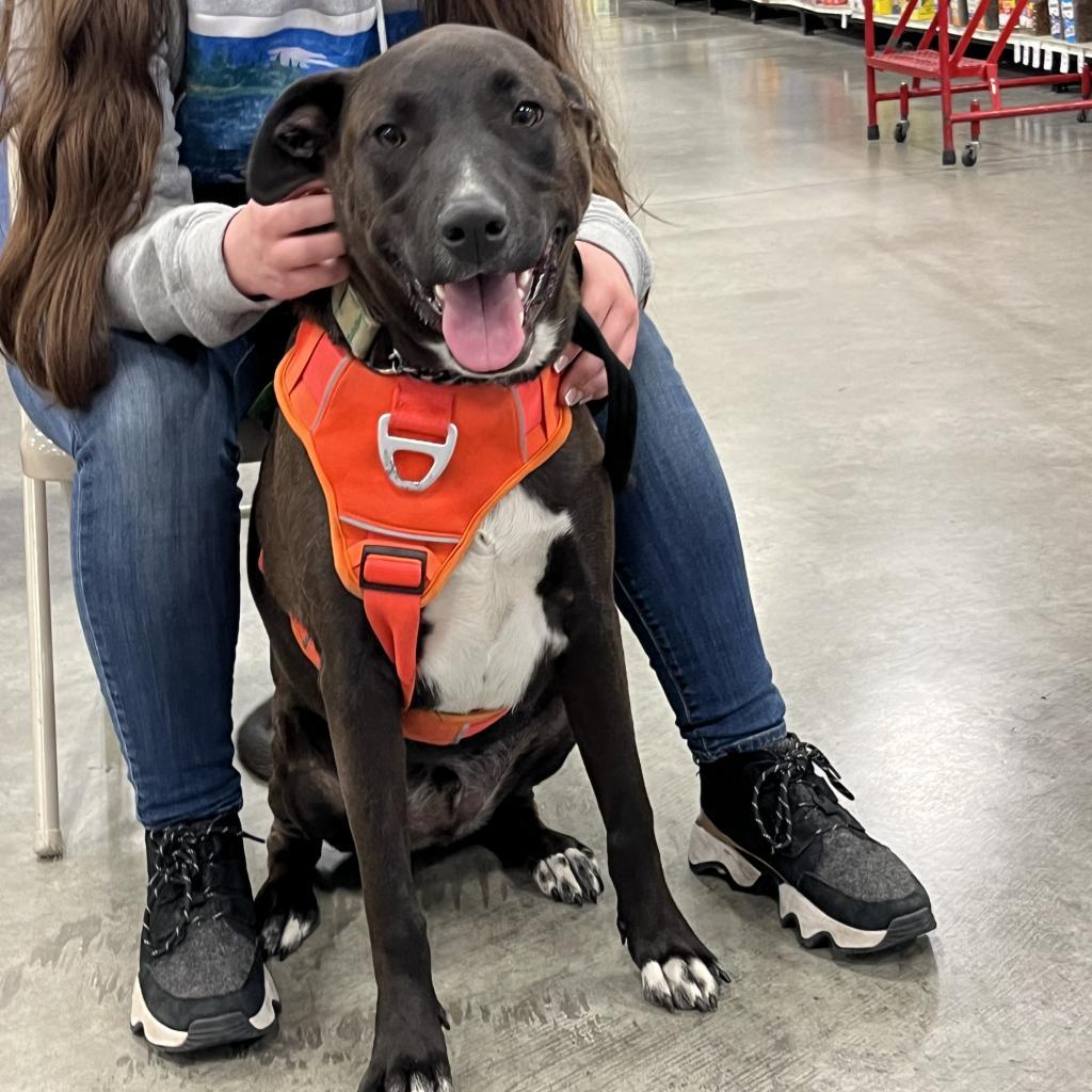 George, an adoptable Pit Bull Terrier in Benton City, WA, 99320 | Photo Image 4