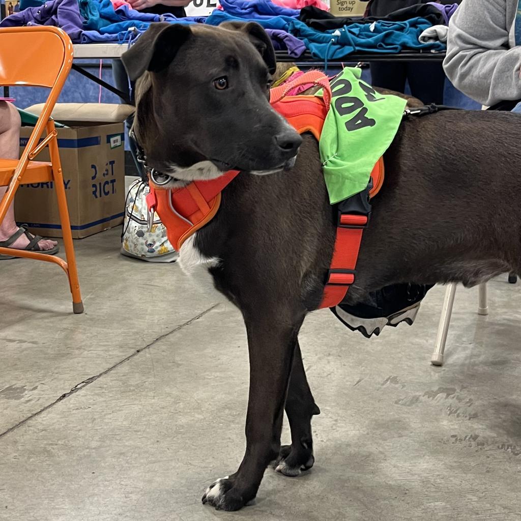 George, an adoptable Pit Bull Terrier in Benton City, WA, 99320 | Photo Image 5