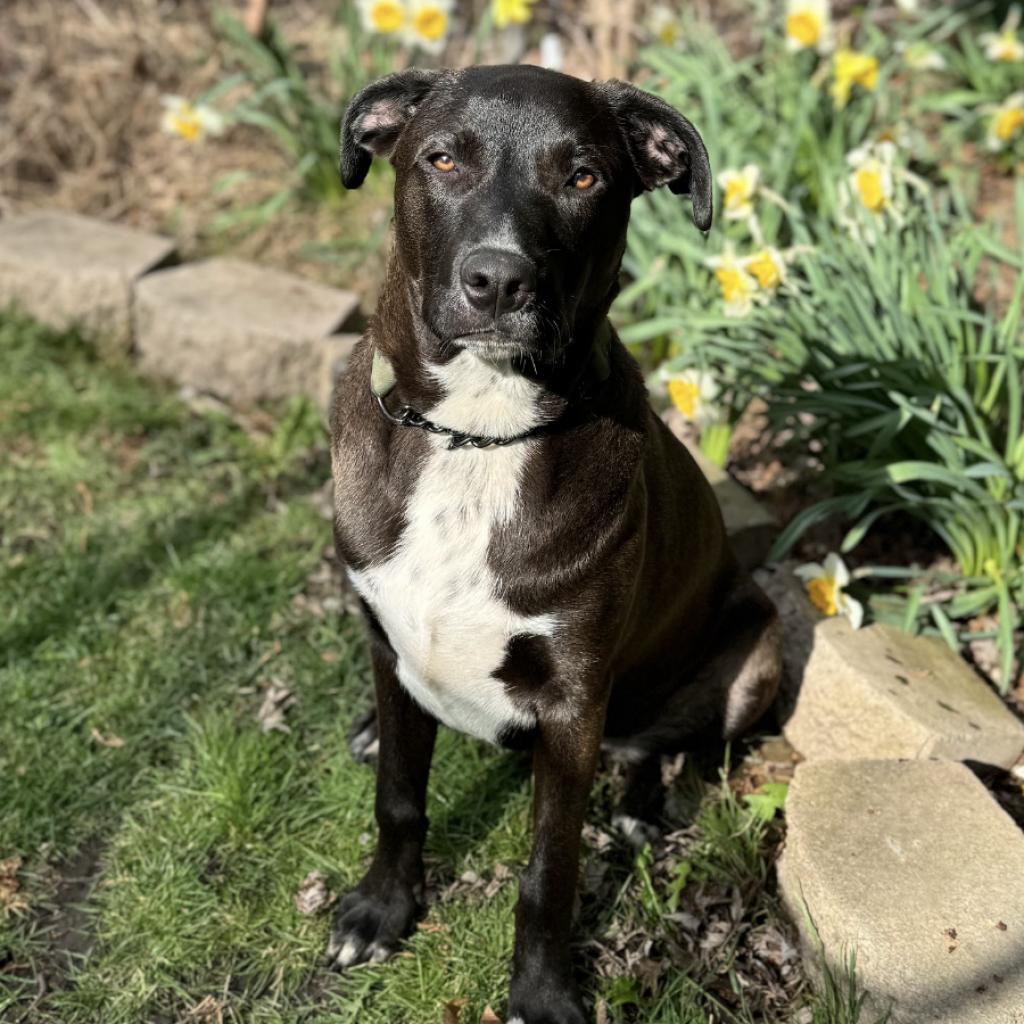 George, an adoptable Pit Bull Terrier in Benton City, WA, 99320 | Photo Image 6