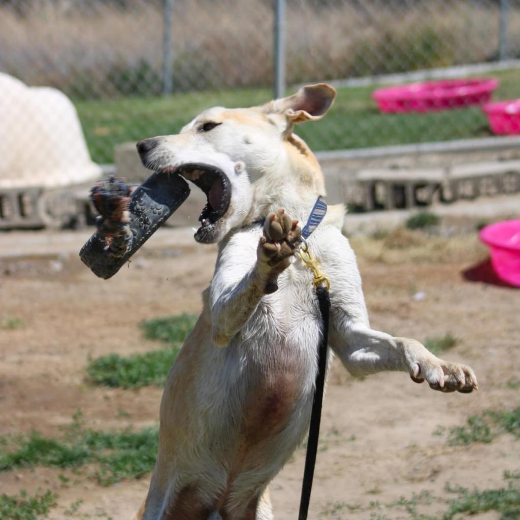 Zeus #1, an adoptable Terrier, Mixed Breed in Benton City, WA, 99320 | Photo Image 2