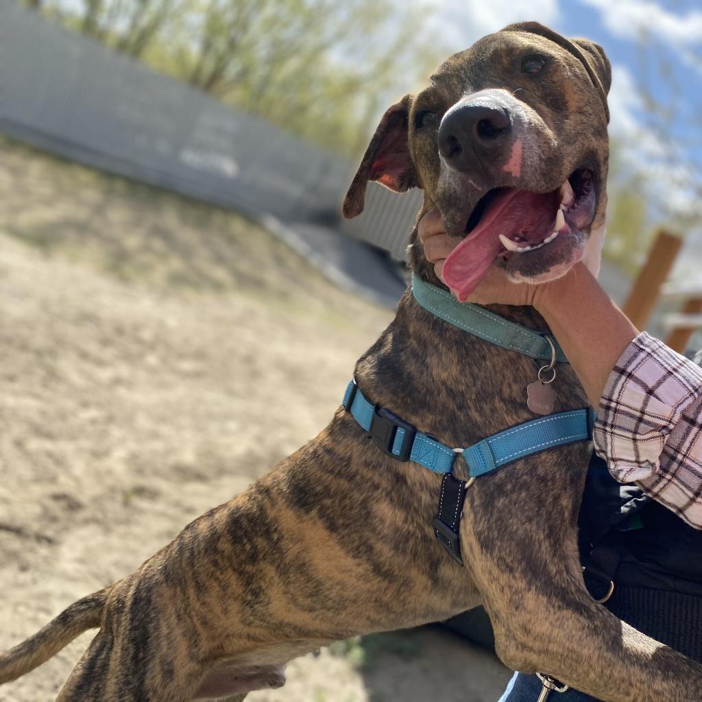 Yukon, an adoptable American Staffordshire Terrier in Benton City, WA, 99320 | Photo Image 2