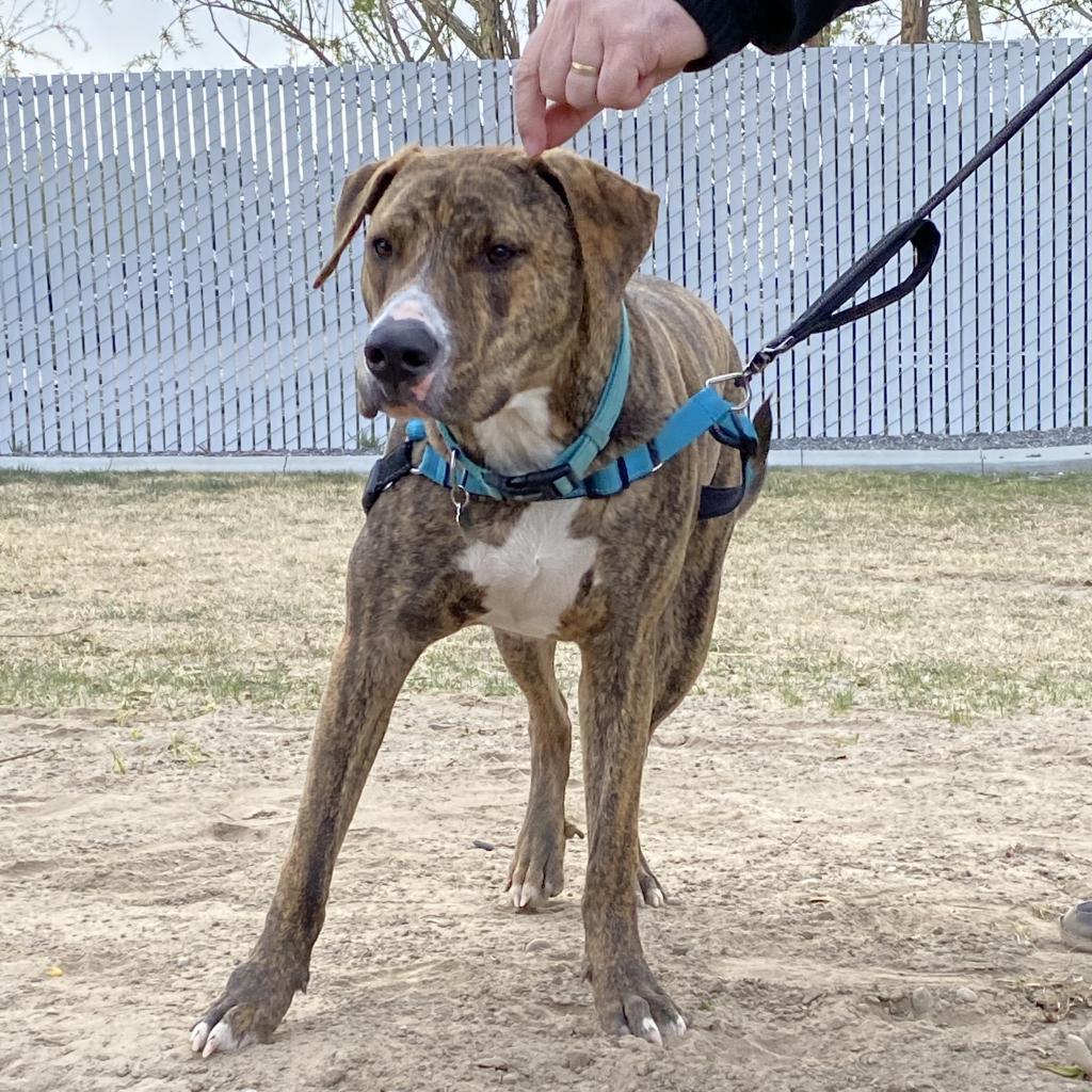 Yukon, an adoptable American Staffordshire Terrier in Benton City, WA, 99320 | Photo Image 5