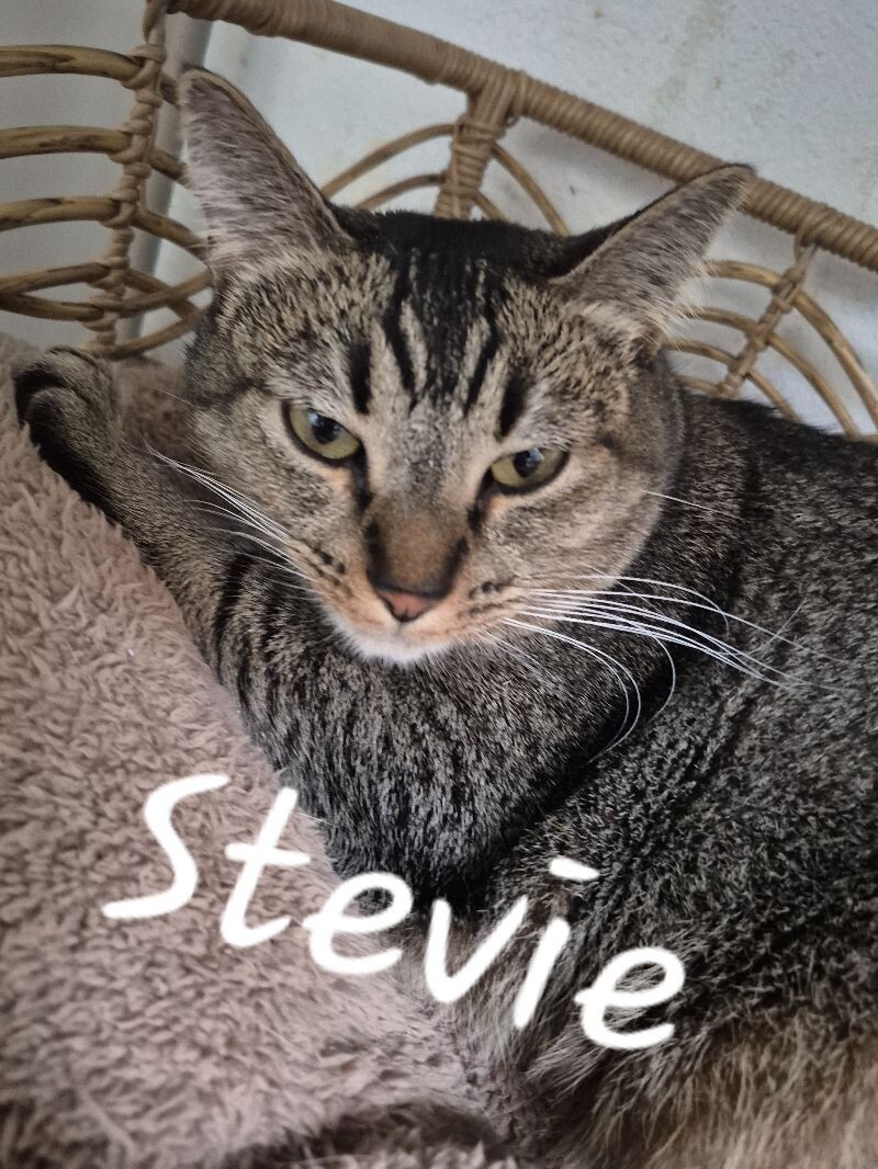 Stevie, an adoptable Domestic Short Hair in Diamond Springs, CA, 95619 | Photo Image 1