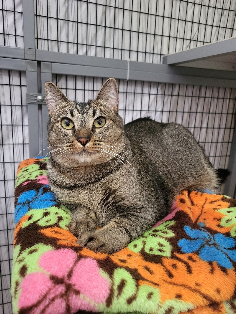 Stevie, an adoptable Domestic Short Hair in Diamond Springs, CA, 95619 | Photo Image 2