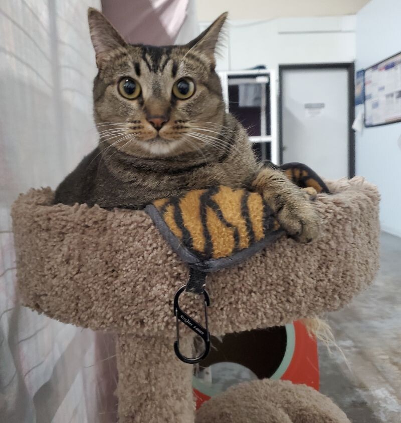 Stevie, an adoptable Domestic Short Hair in Diamond Springs, CA, 95619 | Photo Image 3