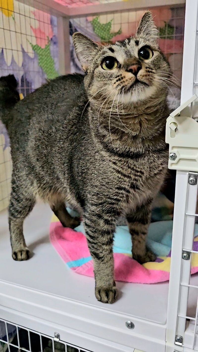 Stevie, an adoptable Domestic Short Hair in Diamond Springs, CA, 95619 | Photo Image 4