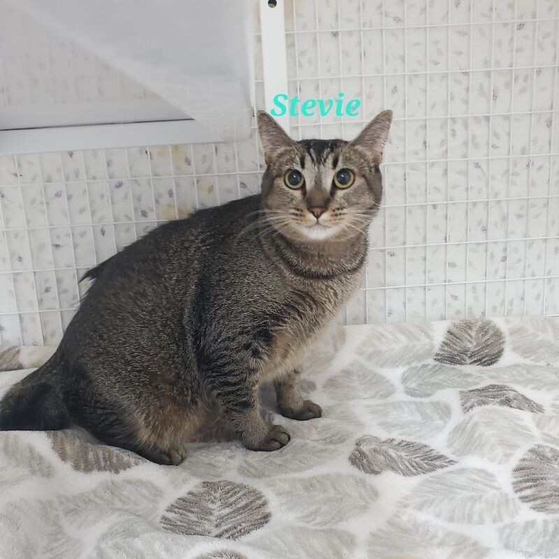 Stevie, an adoptable Domestic Short Hair in Diamond Springs, CA, 95619 | Photo Image 6