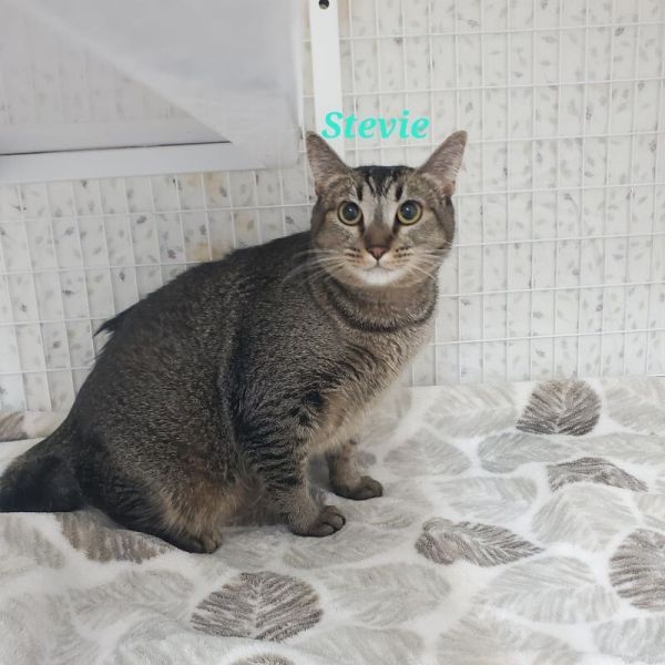Stevie thumbnail 6