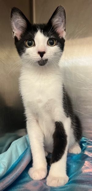 Legion, Young Male Domestic Short Hair