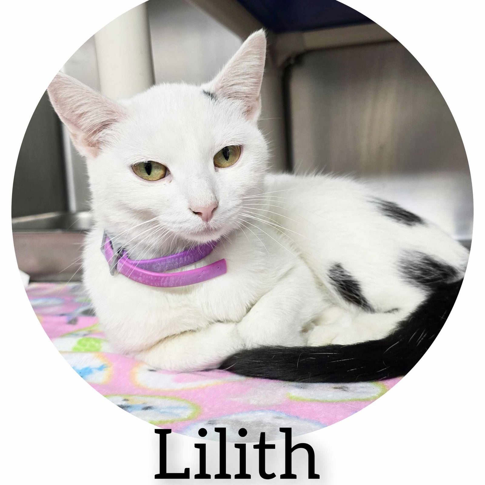 Lillith