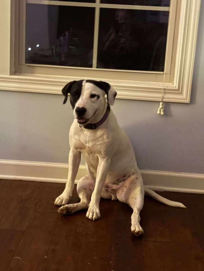 Dog for adoption Runt, a Pointer in Milton, FL Petfinder