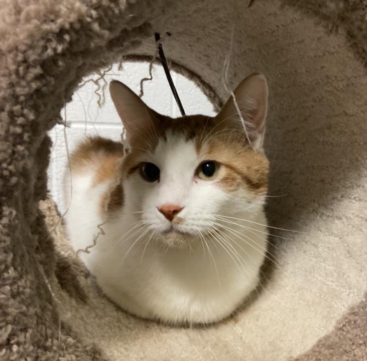 Nigel, an adoptable Domestic Short Hair in Sandy, UT, 84070 | Photo Image 1