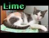 Lime photo 1